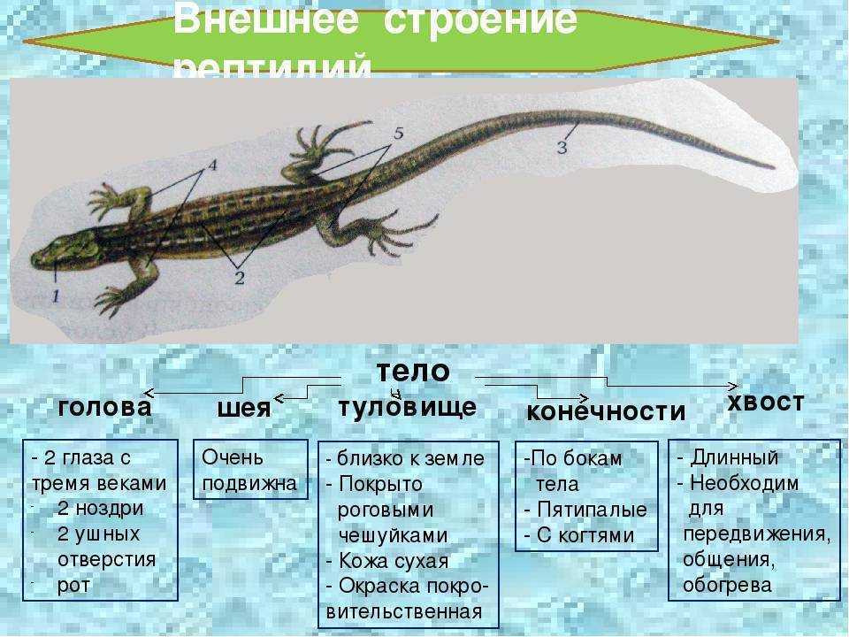 Список пресмыкающихся животных и особенности рептилий