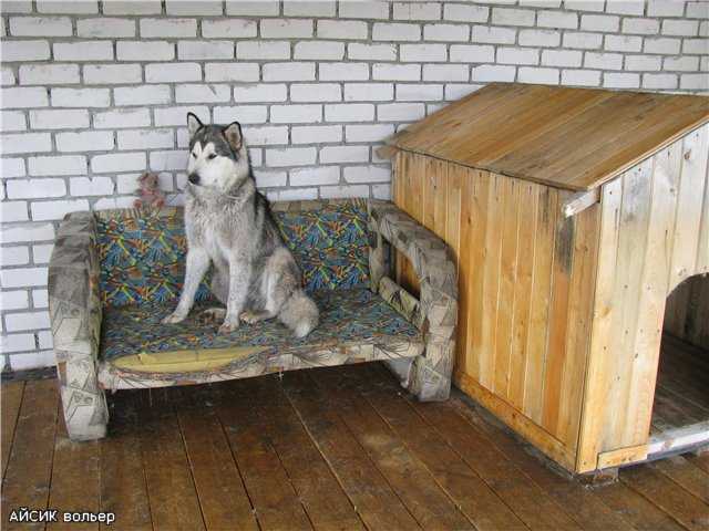 Содержание сибирского хаски