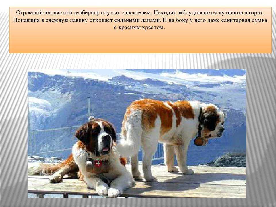 Сенбернар: характеристика породы, содержание, уход, фото и отзвы