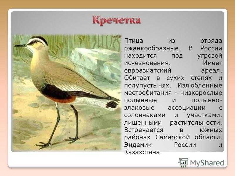 Тениаринхоз – бычий цепень