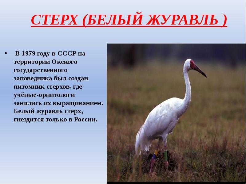 Птицы сибири | media news
