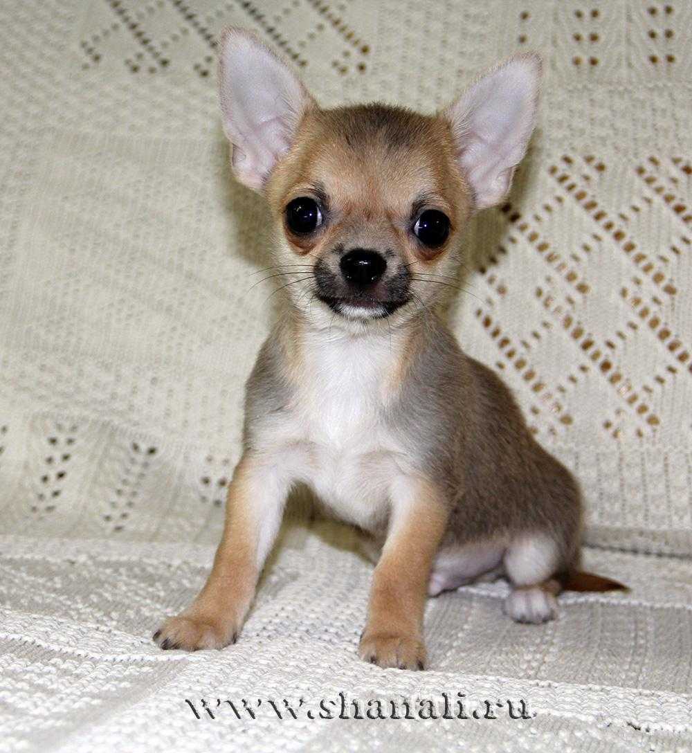 Клички для собак чихуахуа: как назвать щенка мальчика и девочку | medeponim.ru