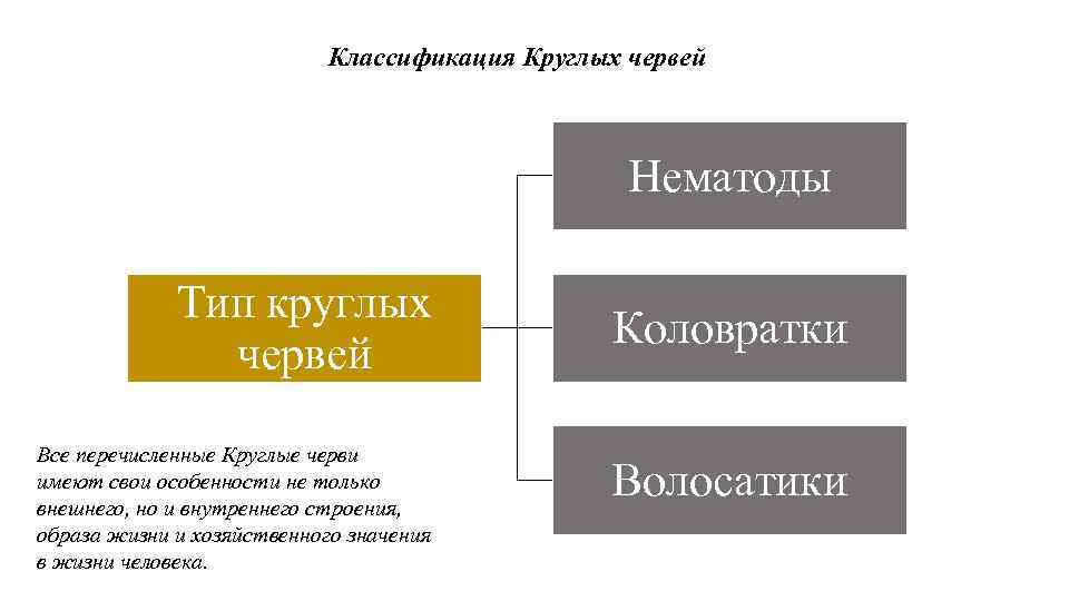 Дождевой червь