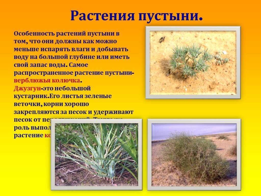 Презентация на тему "пустыни и полупустыни россии" по географии для 5 класса