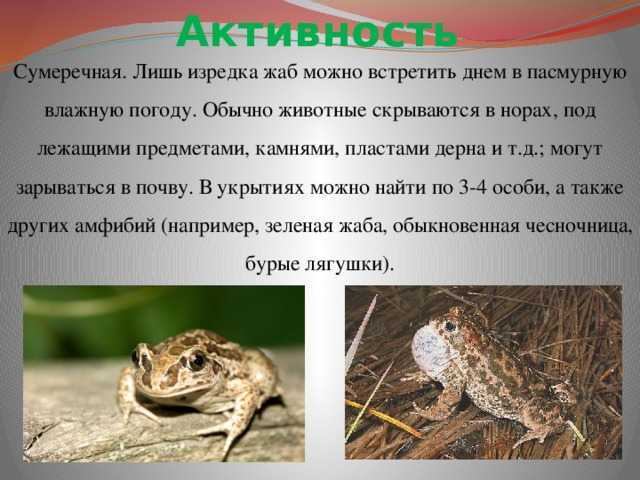 Животные степи россии: условия их обитания, описание мелких и крупных видов - tarologiay.ru
