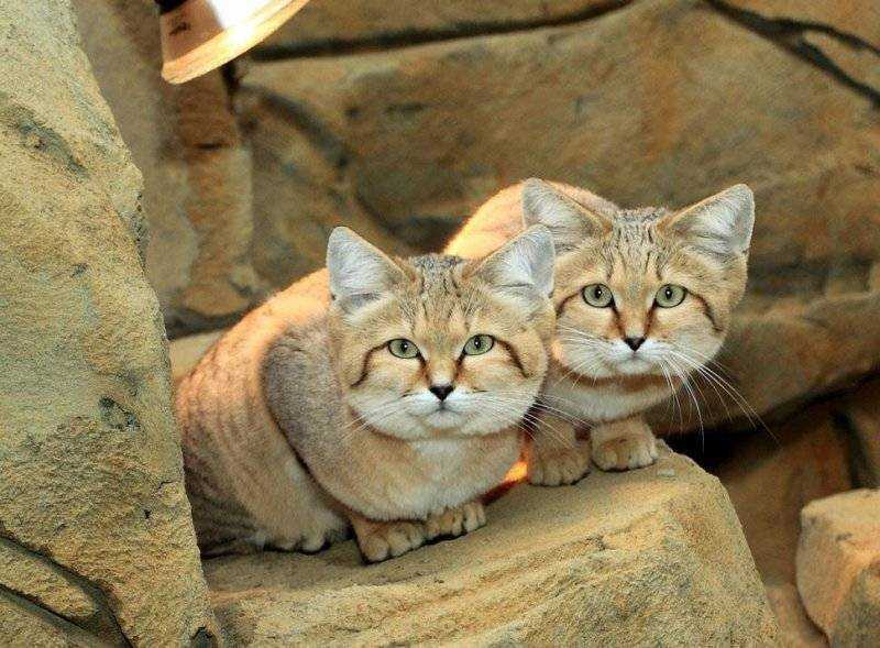 Кошка породы сафари