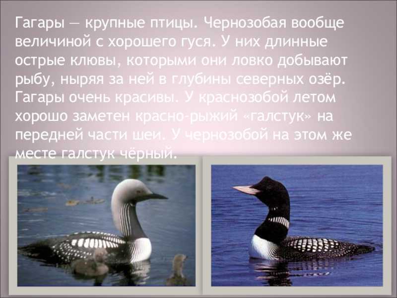 Краснозобая гагара – фото и описание, где обитает и чем питается, поведение и видео