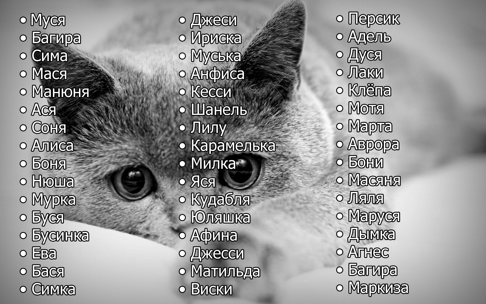 Как назвать серого котенка мальчика: популярные клички