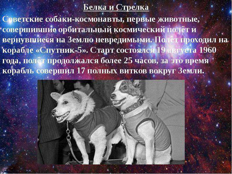 Виды ос – интересные представители большого семейства