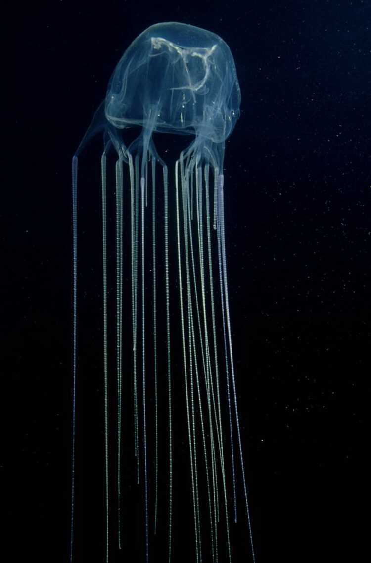 Самые большие и ядовитые медузы