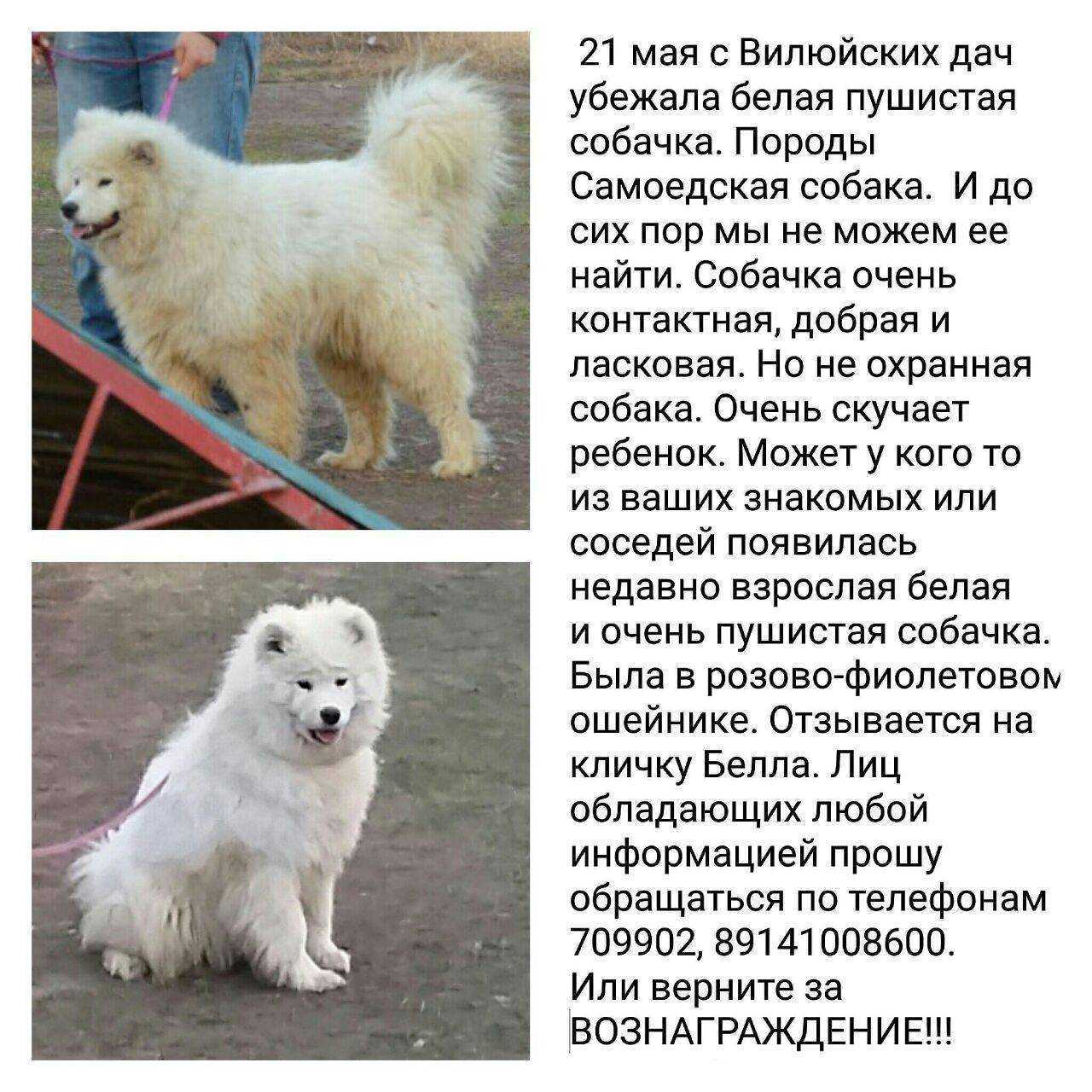 Самоедская лайка: описание и характеристика породы собак, плюсы и минусы, особенности содержания