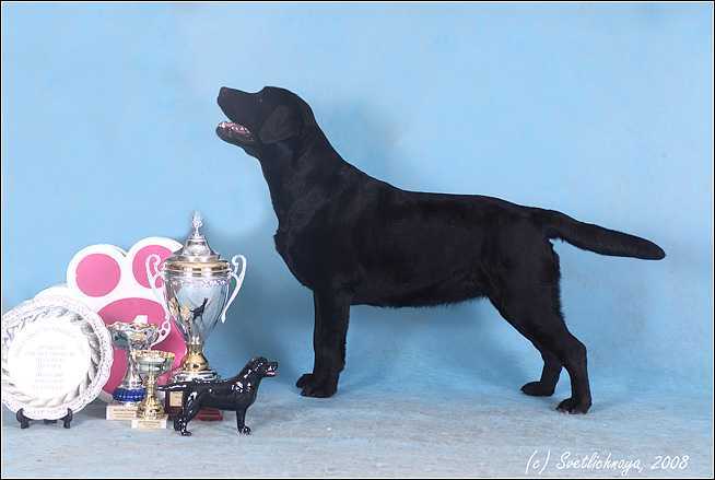 Лабрадор ретривер 🐕: описание породы, характер, окрас, содержание и уход, фото собаки