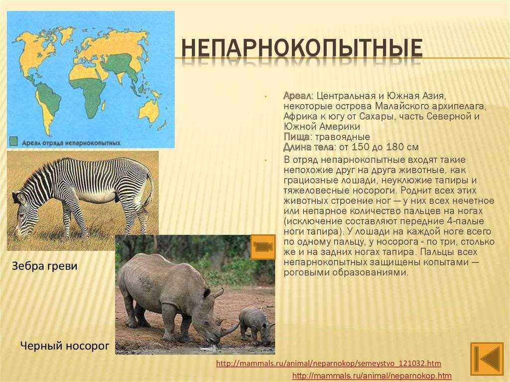 Размеры и вес носорога.
