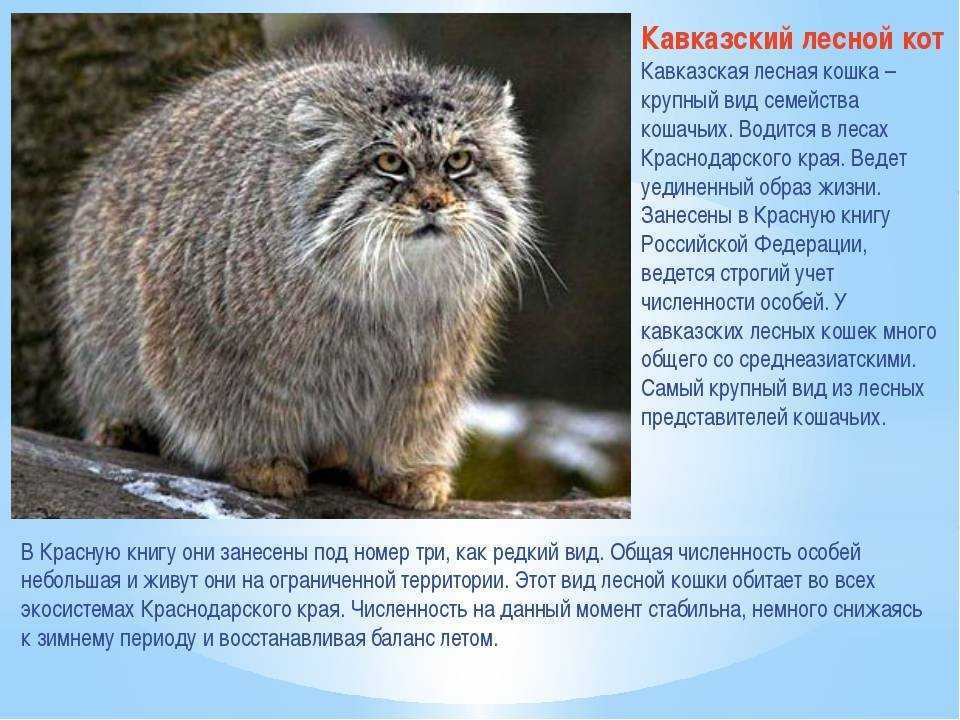 Сибирский бурый медведь: описание могучего животного