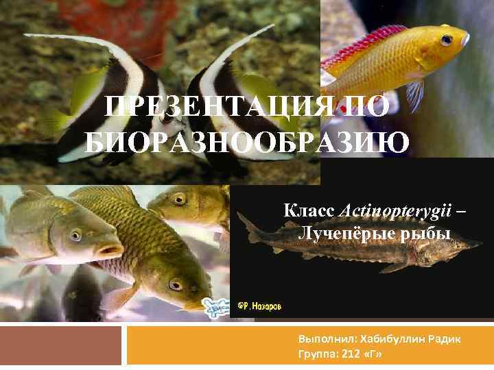 Как выглядит рыба сом? сом: описание внешнего вида, особенности жизни и как вкусно приготовить мясо.