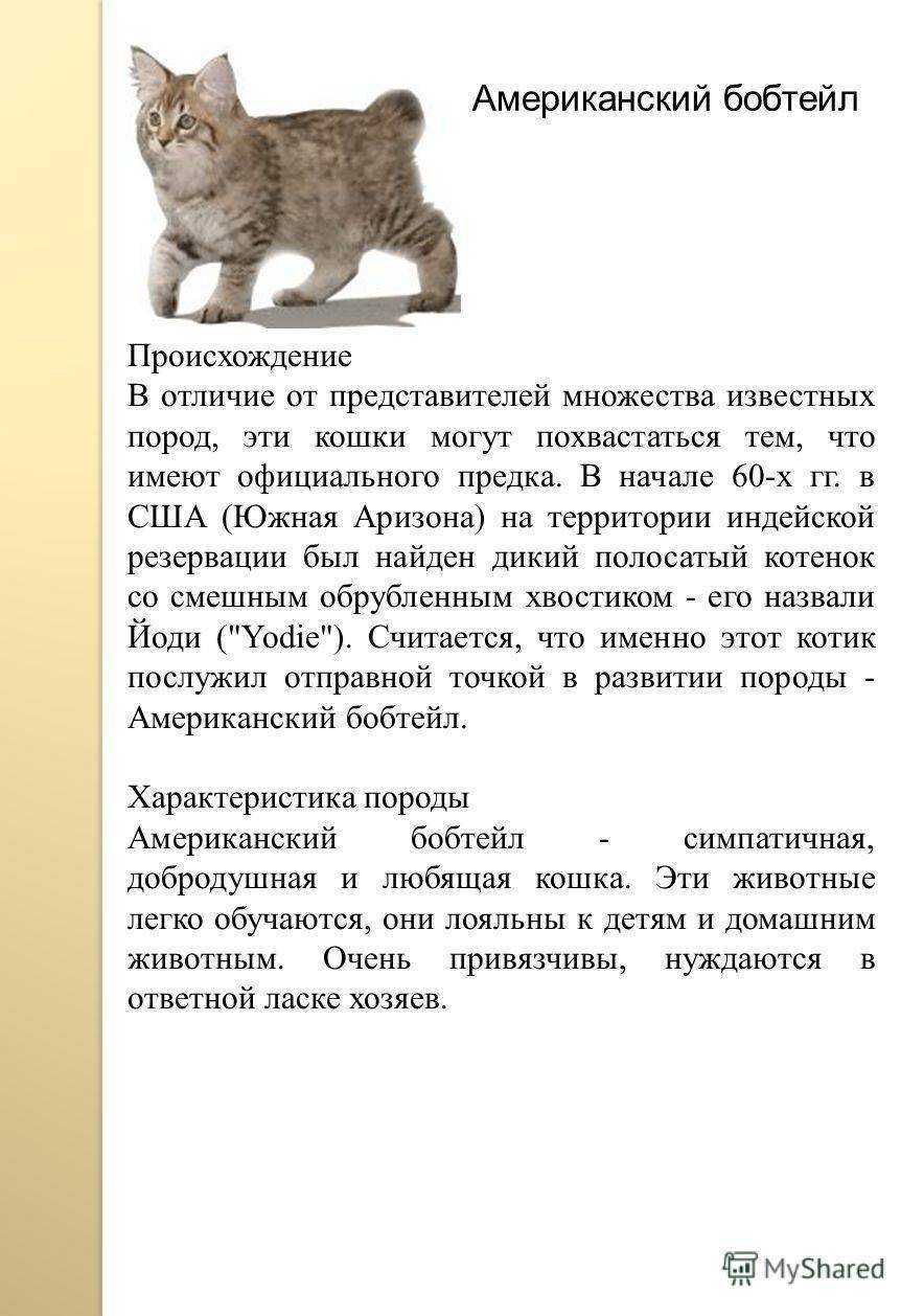 Кошка бобтейл - 77 фото особой, короткохвостой породы кошек