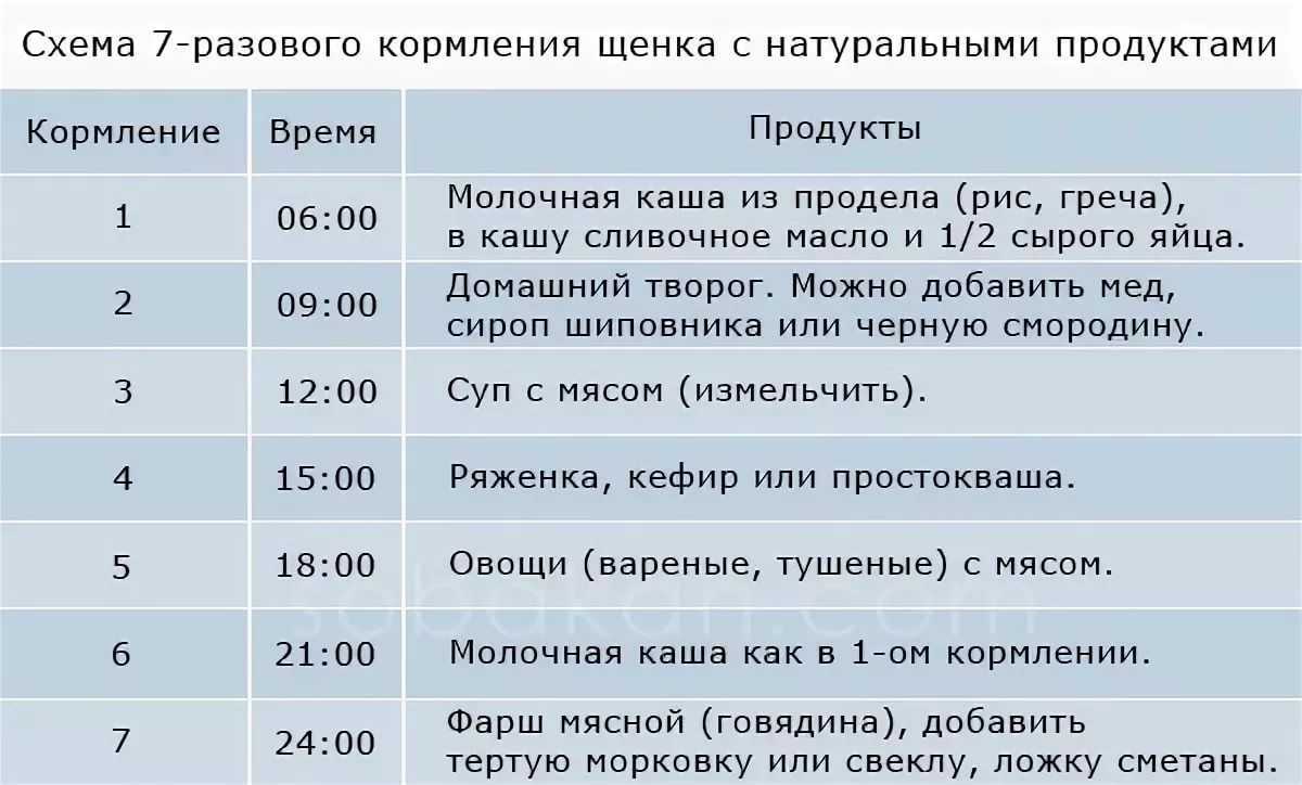 Плюсы и минусы лабрадора (по отзывам владельцев)