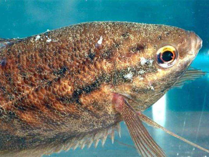 50 самых популярных аквариумных рыбок