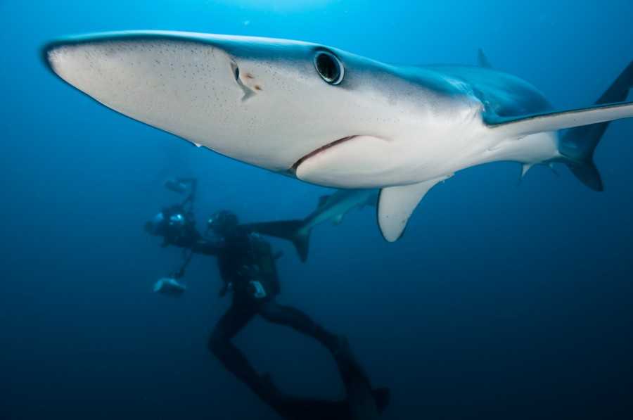 Самые опасные акулы в мире