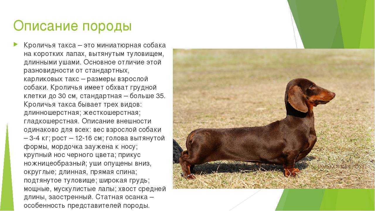 Такса: все о породе, разновидности, виды, характеристика породы, стандартная, гладкошерстная, как выглядит