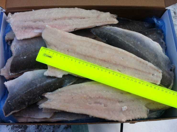 Рыба капля🐟: фото и описание. как выглядит капля👍, чем питается и где водится