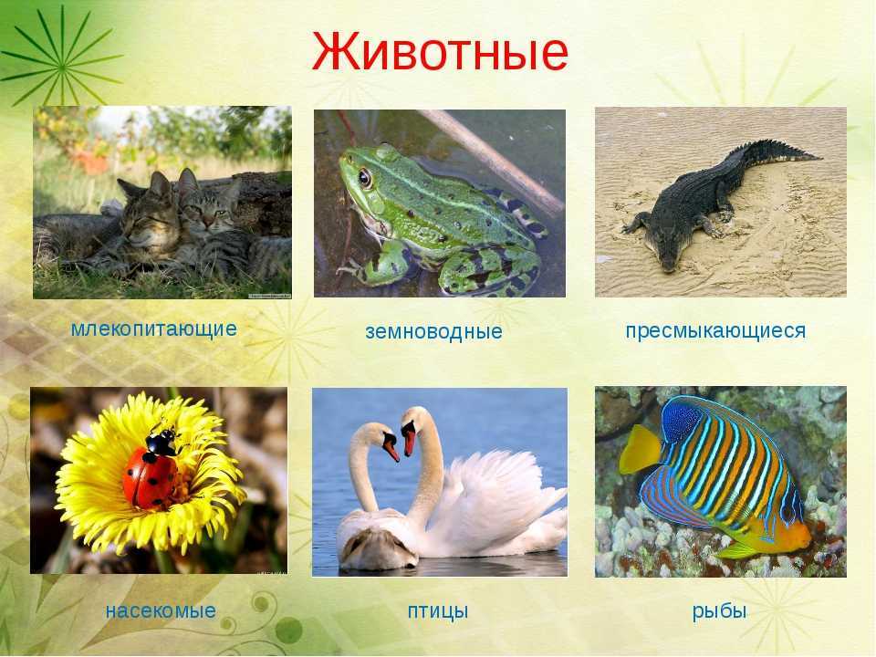 Животные теплокровные