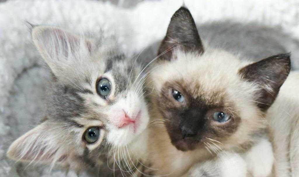 К чему снится котенок