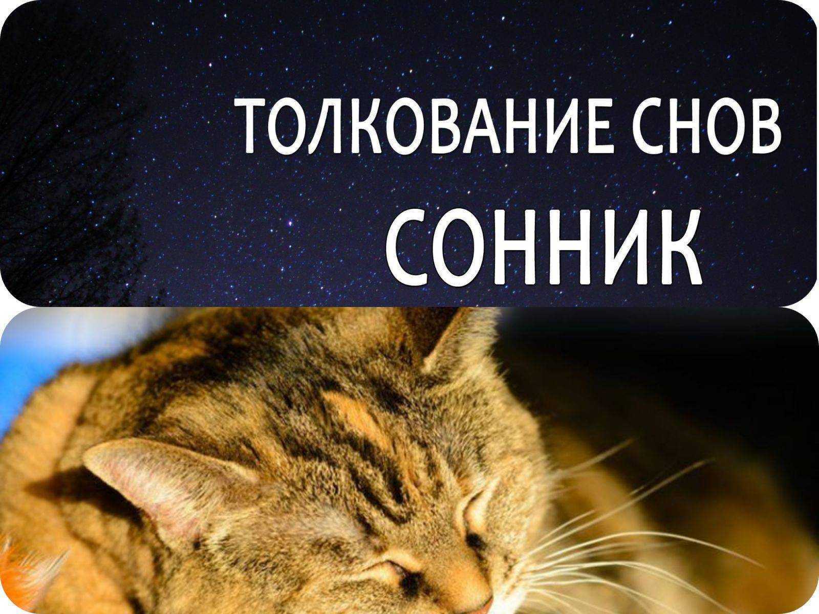 Кормить котенка во сне - толкование сновидения
