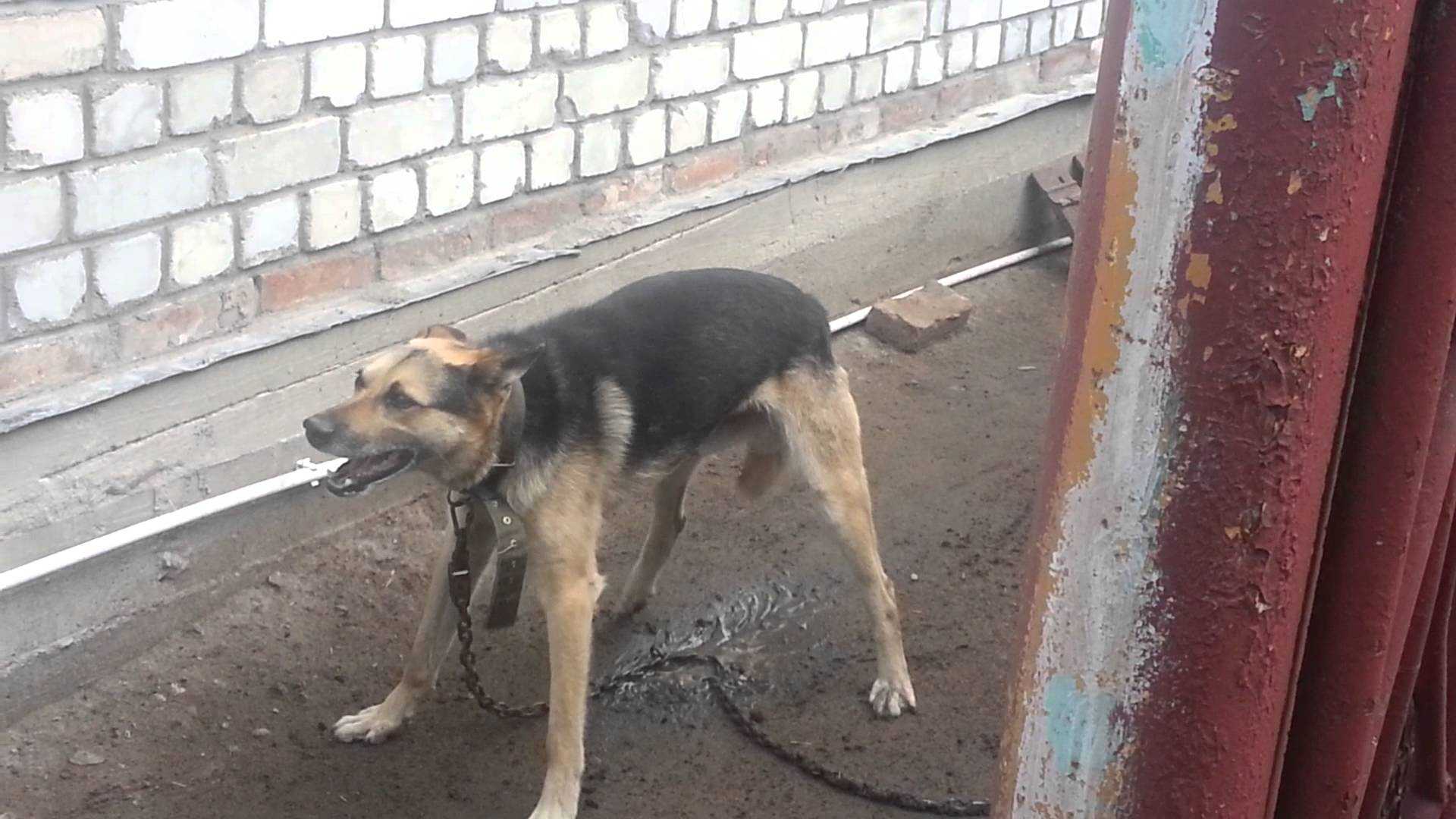 ᐉ как помочь щенку или научить его не плакать, когда он взаперти или на улице - ➡ motildazoo.ru