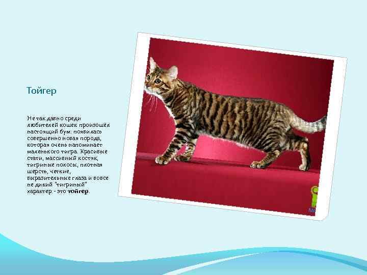 Тойгер – внешний вид, стандарт породы и ее особенности