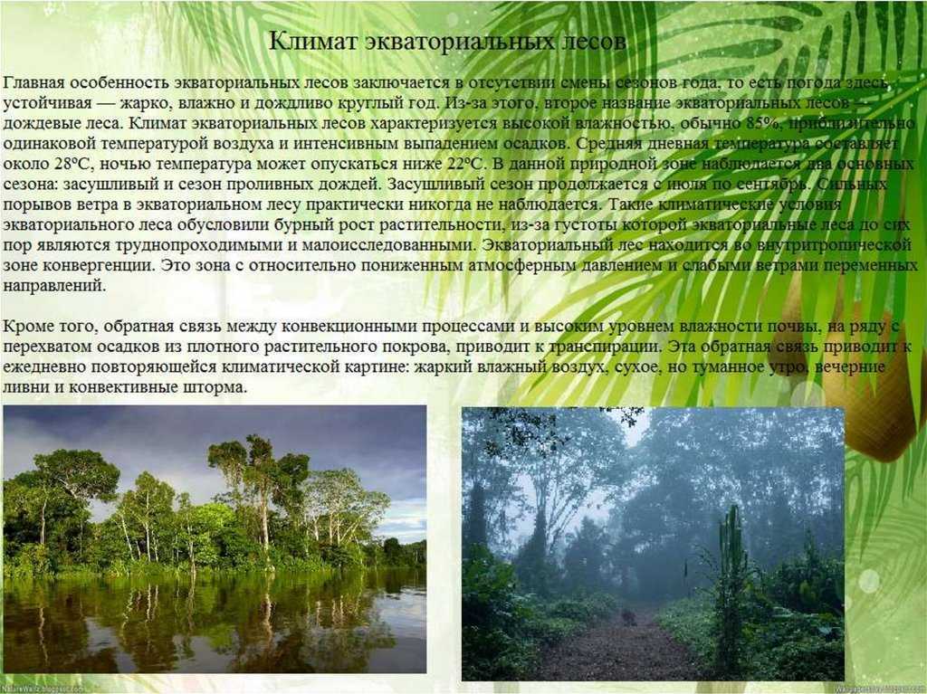 Экваториальные леса и их роль для человечества