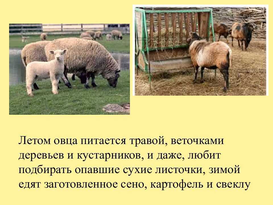 Содержание и выращивание овец и баранов в домашних условиях