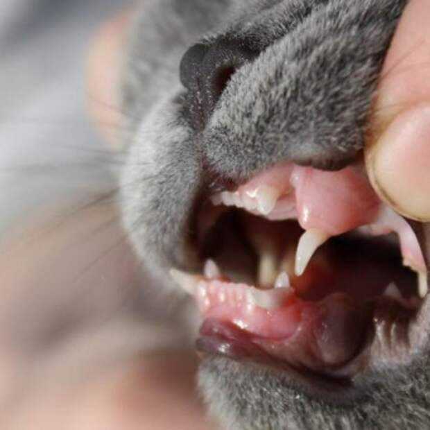 Причины возникновения и способы лечения кариеса у кошек