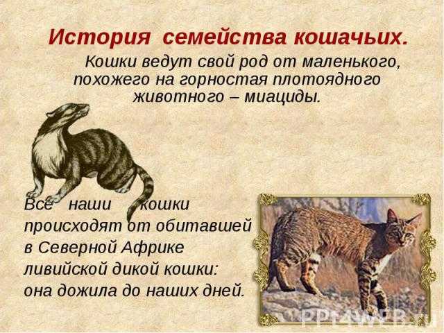 Происхождение кошек: история и мифы