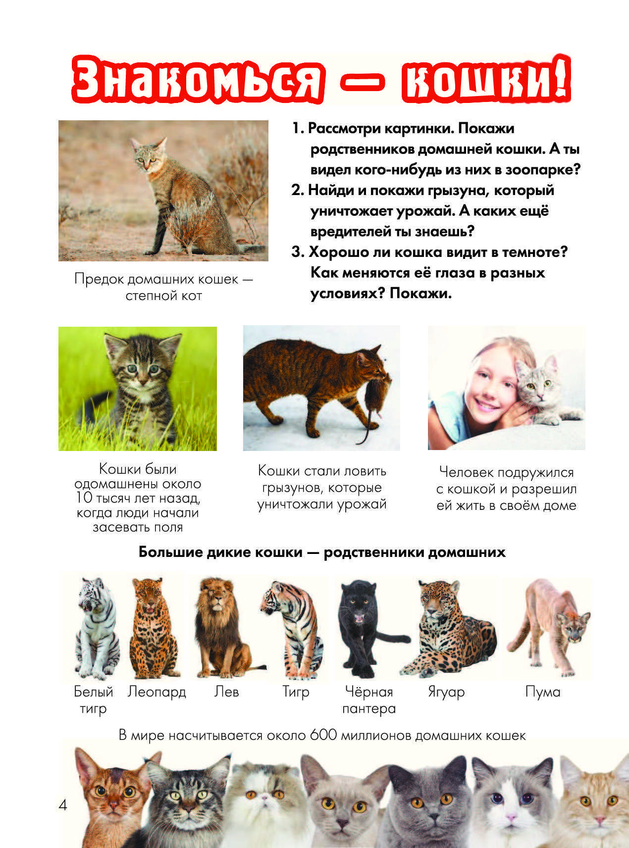 Самые красивые породы кошек - фото с названиями, описания пород