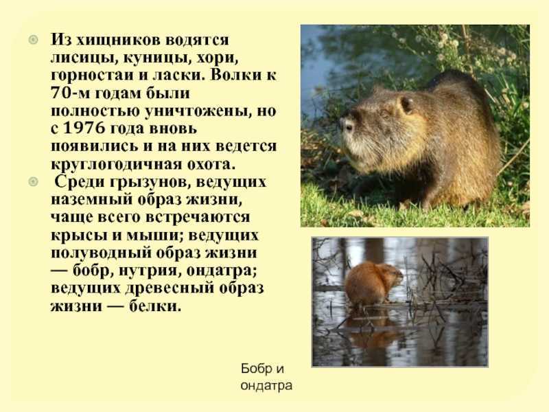Природа калининградской области – фото и названия животных и растений