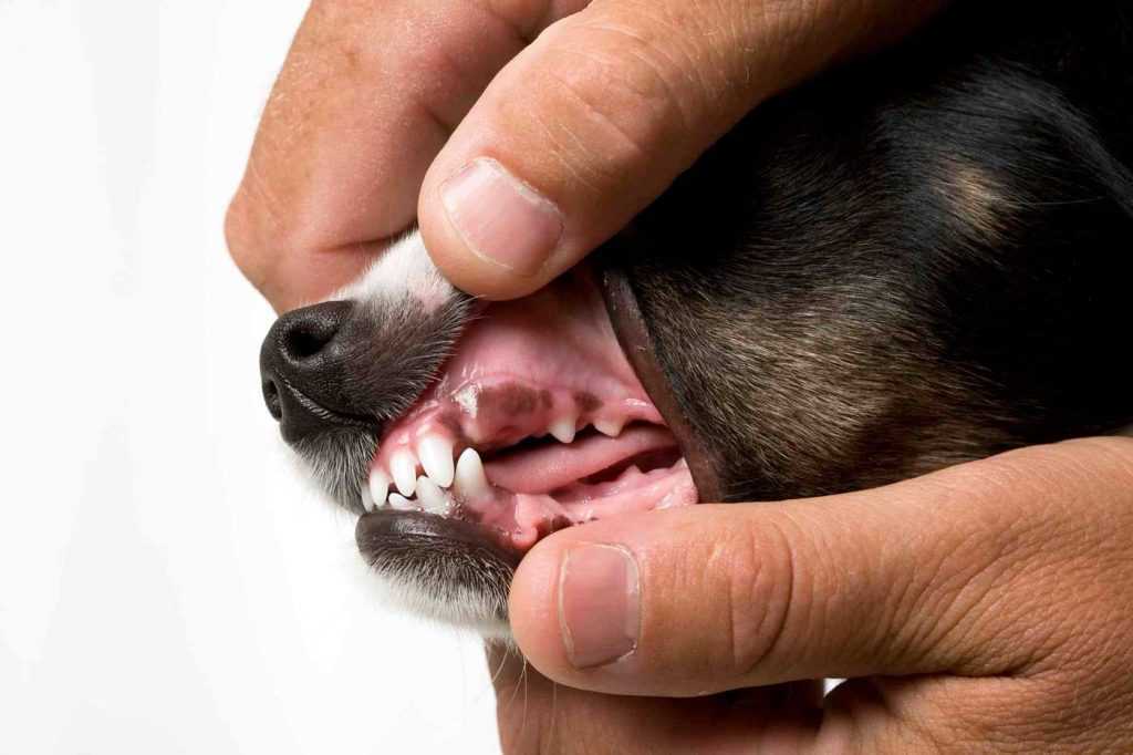 Анемия у собак - симптомы, диагностика, лечение
