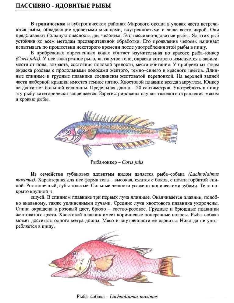 Ядовитые рыбы. описания, особенности и названия ядовитых рыб | животный мир
