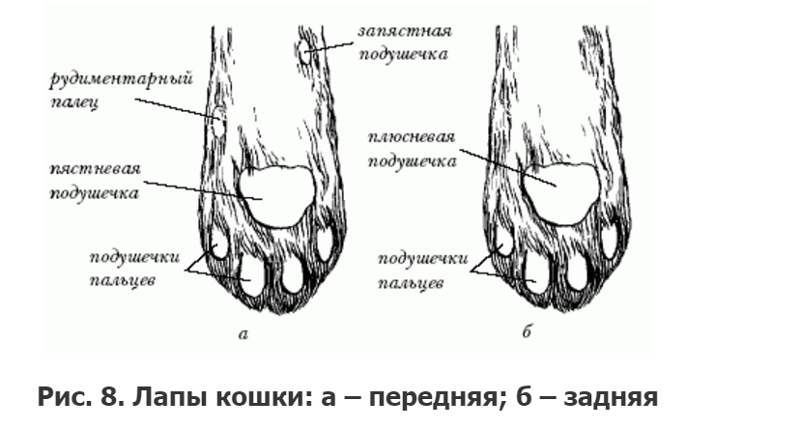 Сколько пальцев у кошки: 8 самых интересных фактов