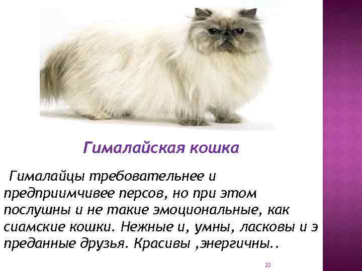 Гималайская кошка: фото, описание, характер, содержание, отзывы