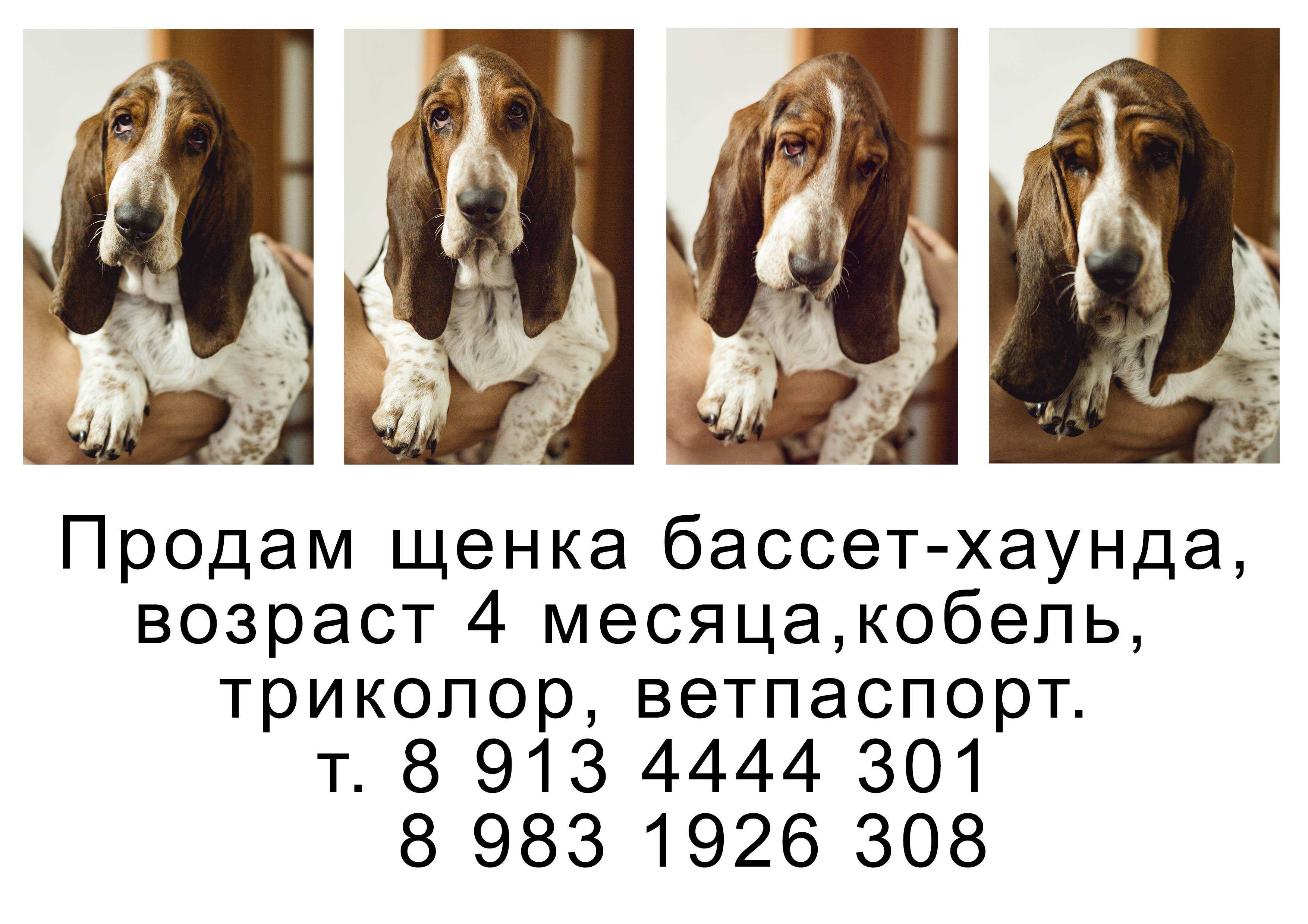 Собака бассет хаунд: описание породы, фото и характер