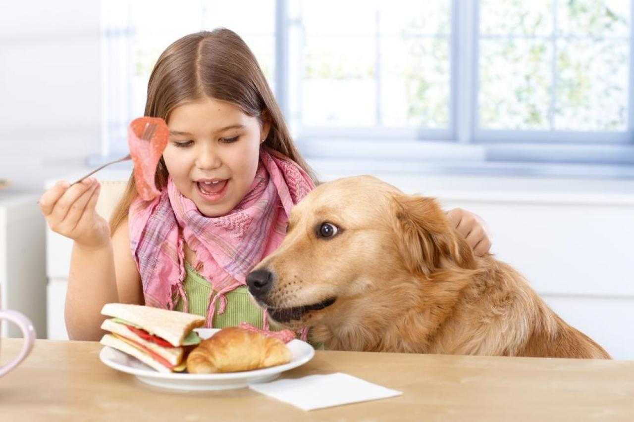 Какую человеческую пищу можно давать собакам?