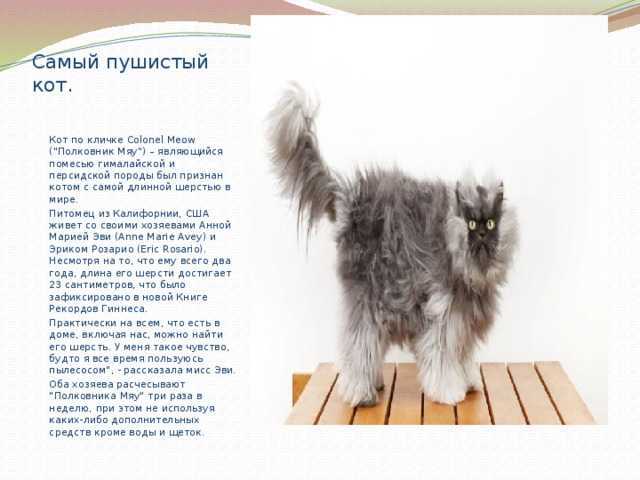 Как назвать серого котенка мальчика: популярные клички
