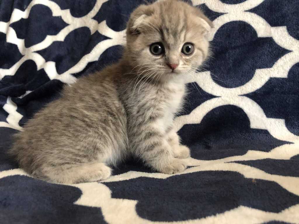 Клички для котов (мальчиков) шотландской породы
