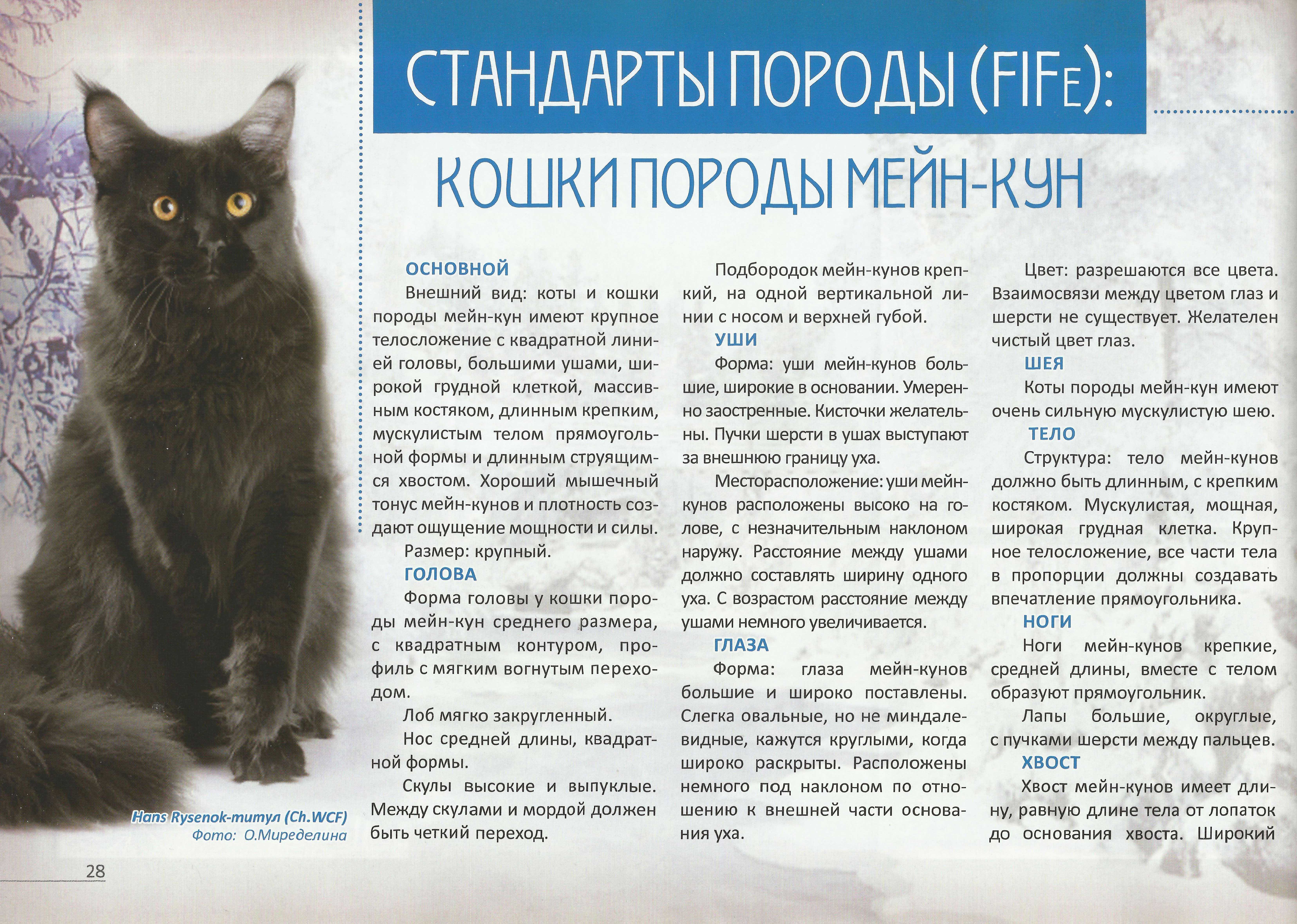 Кошка ашера, больше чем кошка ⋆ всё о домашних животных!