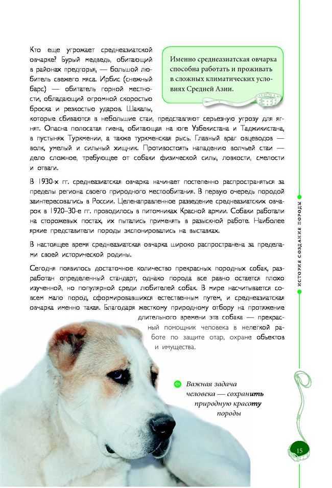 Алабай (среднеазиатская овчарка): описание, характер, уход, фото
алабай (среднеазиатская овчарка): описание, характер, уход, фото