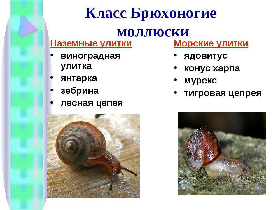 Улитка - род брюхоногих легочных наземных моллюсков с шаровидной раковиной Насчитывается более 300 видов улиток, некоторые из них съедобны Самая крупная