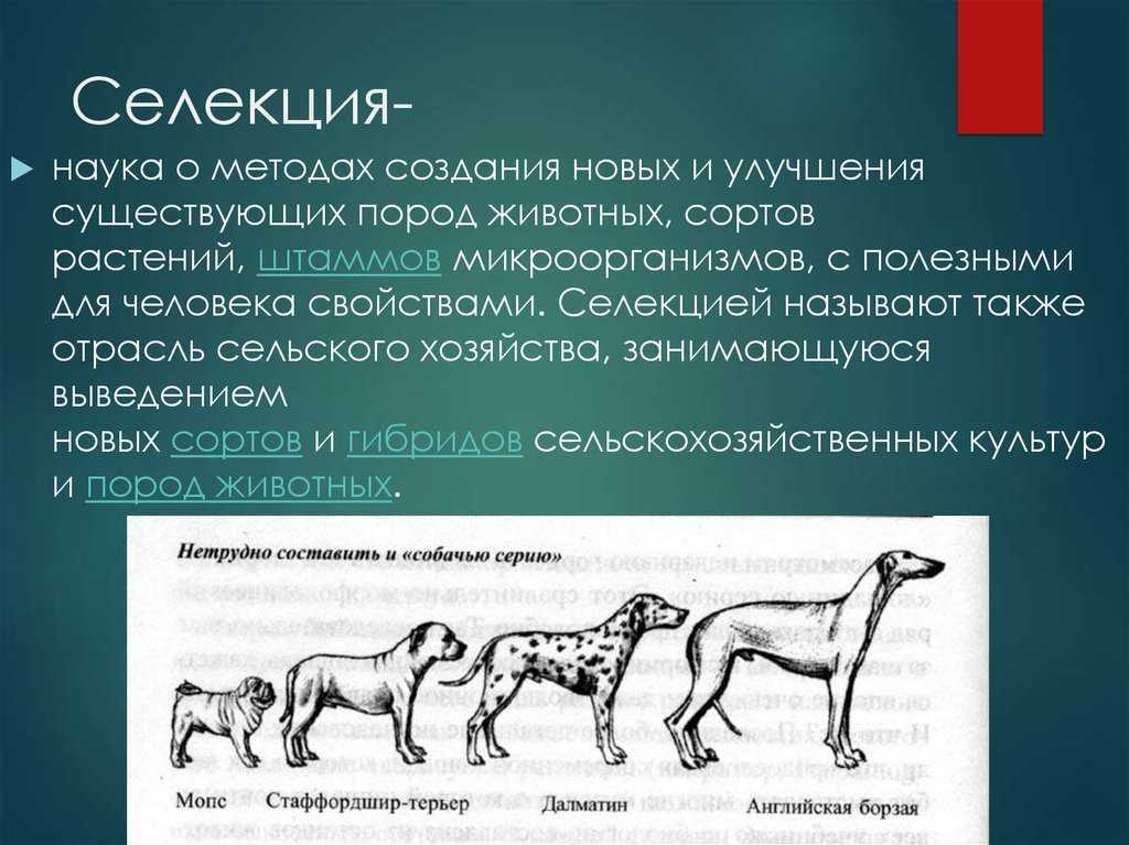 Новые породы собак: прихоть моды или научный эксперимент?