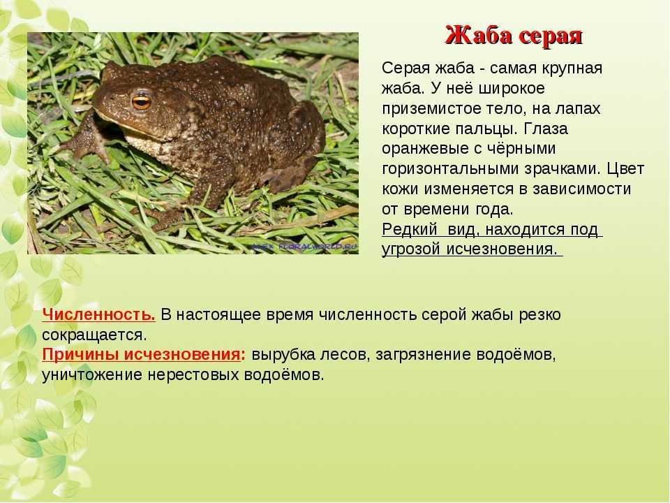 Жаба земляная – фото, описание, ареал, питание, враги, популяция