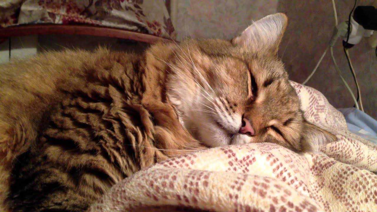 У котенка во сне дергаются лапки. почему кошка дергается во сне? почему кошки храпят